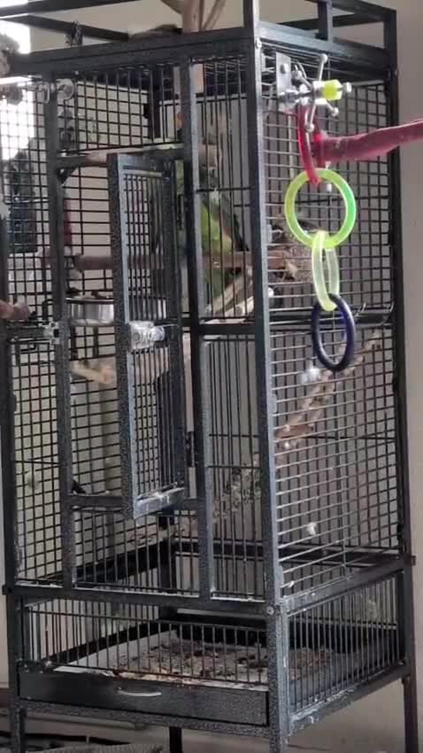 Parrots birds for sale: Blue fronted Amazon parrot - Video 2