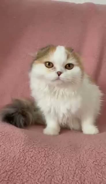 Ragdoll cats for sale: Beautiful Scottish Fold & Ragdoll Doll Mix Kittens - Video 3
