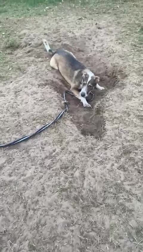 Mixed Breed dogs for adoption: 🐾💛Meet DIGBY - an Affectionate Big Softie! 💛🐾 - Video 3