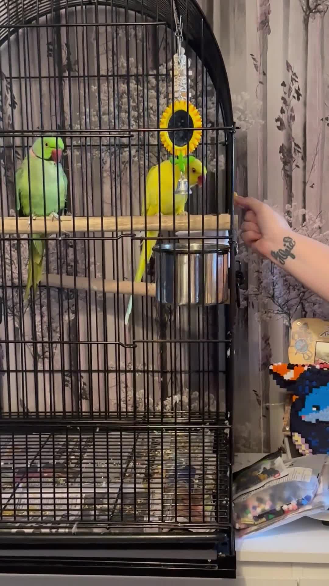 Ringnecks birds for sale: Pair of Indian ring necks  - Video 2