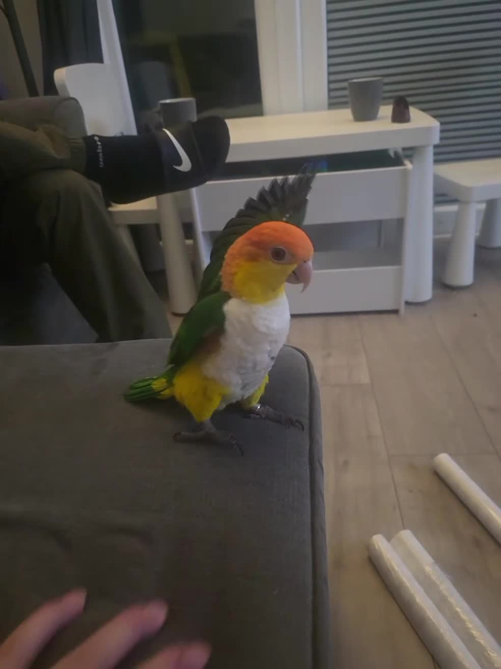 Parrots birds for sale: Male Caique close rung, dna sexed, silly tame - Video 1