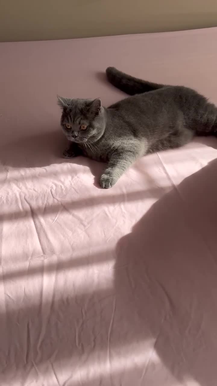 British Shorthair cats for sale: British short hair 7 month old  in Boston - Video 1