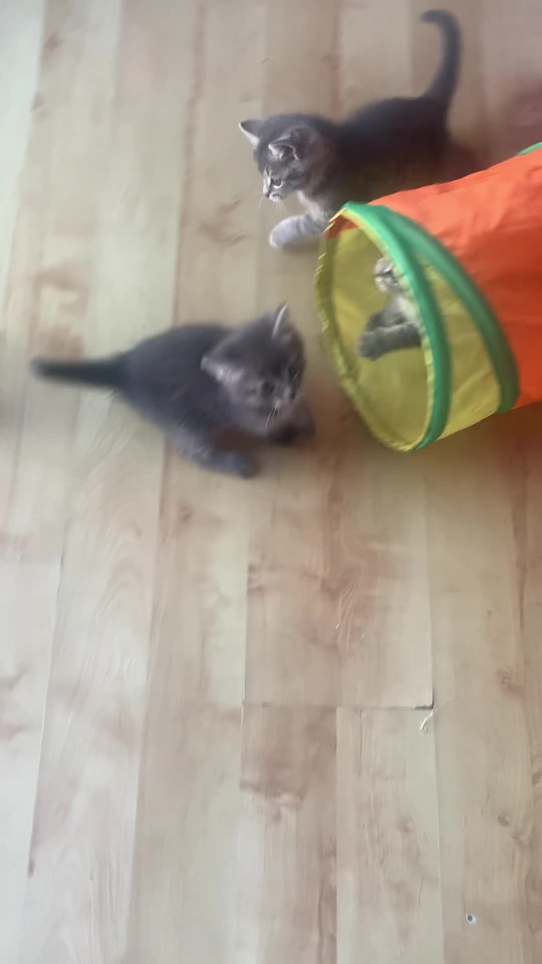 Mixed Breed cats for sale: 5 Adorable Grey & Black Kittens - Video 1