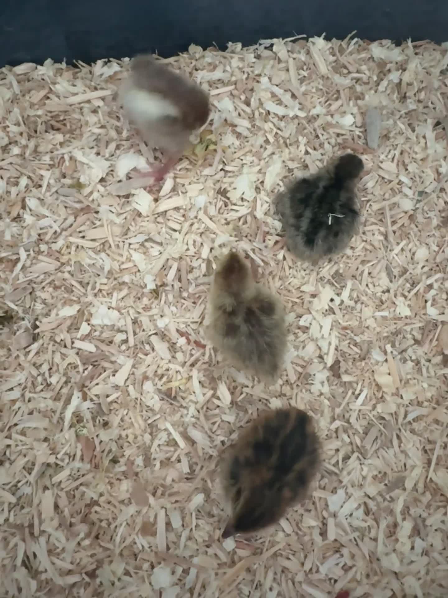 Quail poultry for sale: Quail chicks  - Video 1