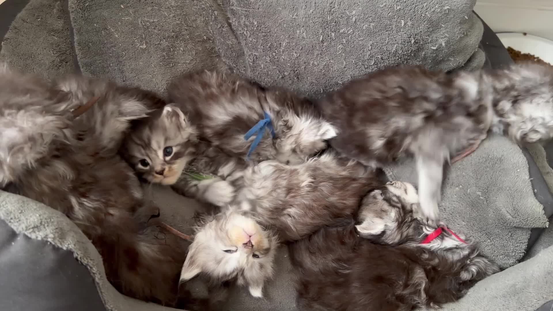 Maine Coon cats for sale: Beautiful registered babies - Video 1
