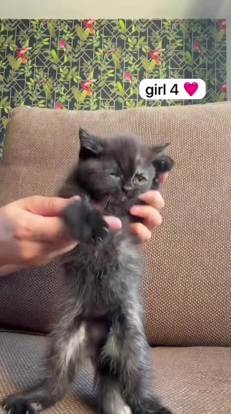 Exotic cats for sale: British short hair cross Persian  - Video 4