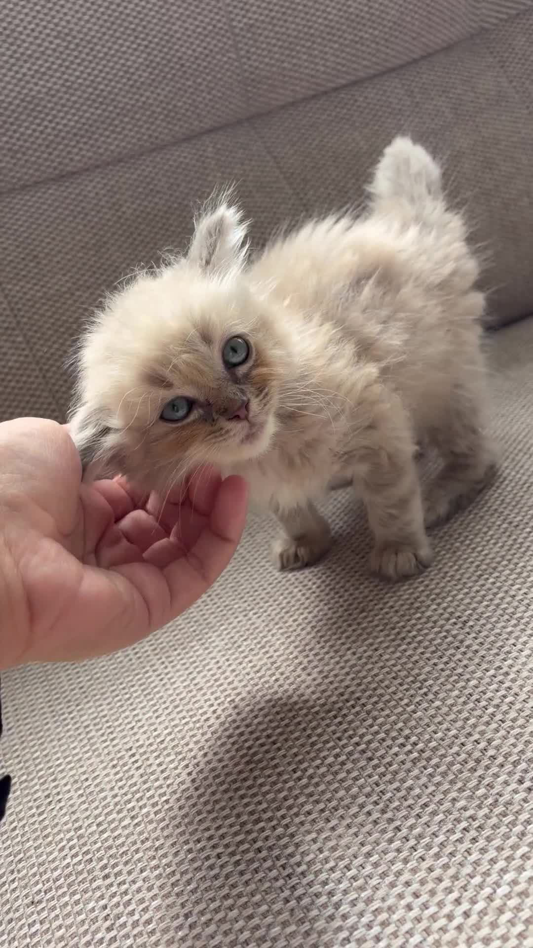 Ragdoll cats for sale: Last male ragdoll kitten ready now - Video 1