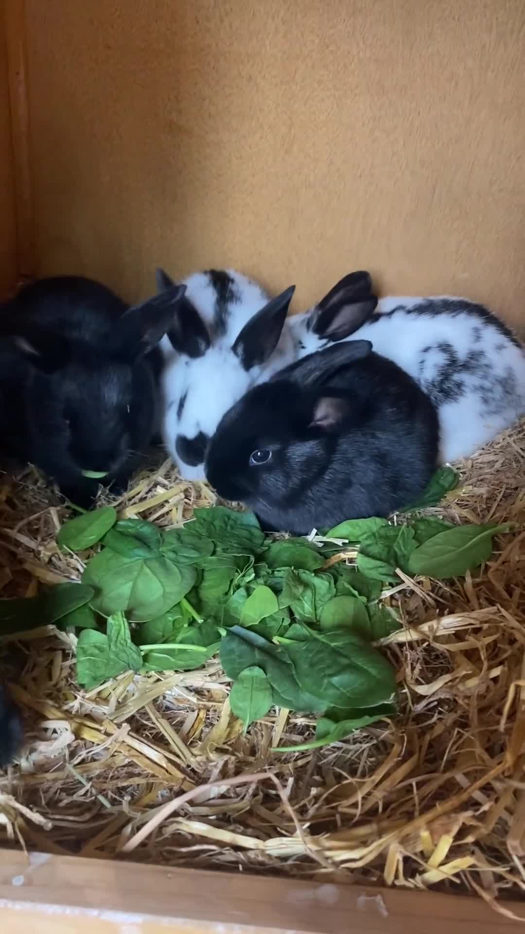 English Spot rabbits for sale: Rex x English spot rabbits  in Reading - Video 2