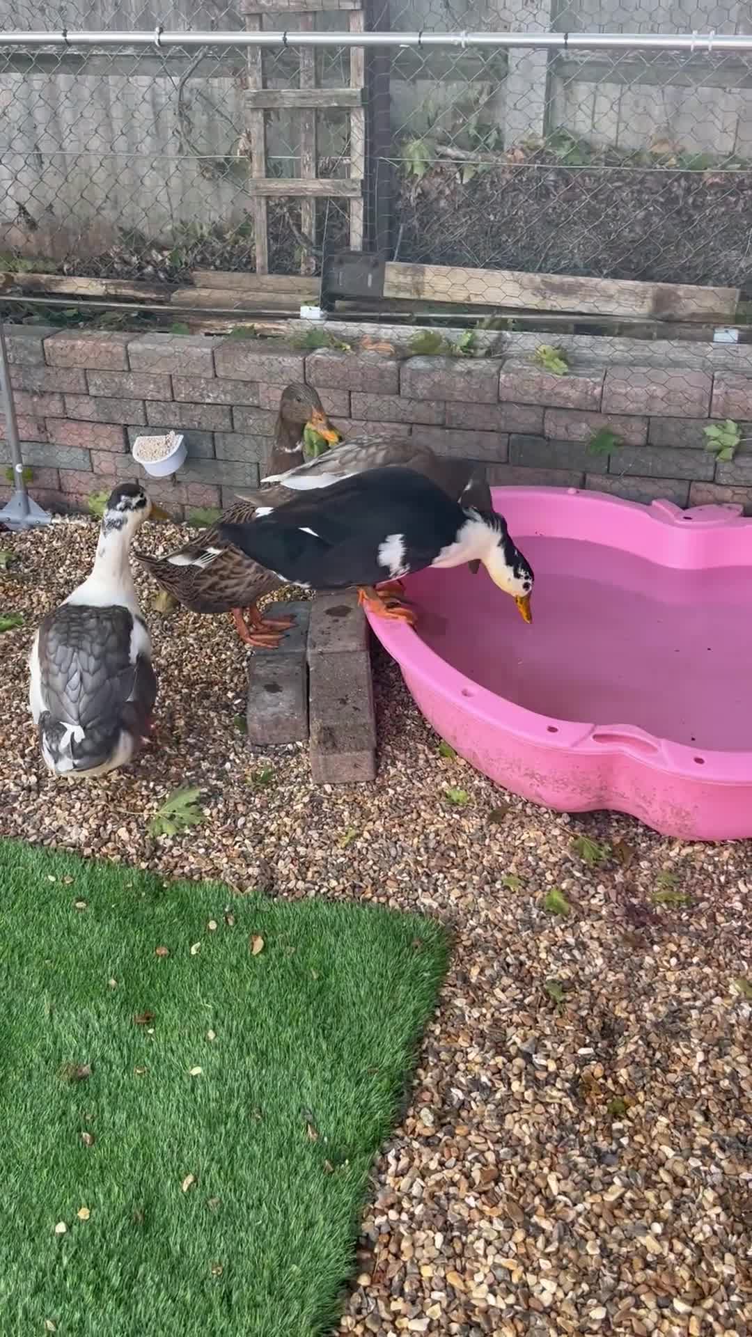 Mixed Breed birds for sale: Pekin x Silver Appleyard Ducks - Video 1