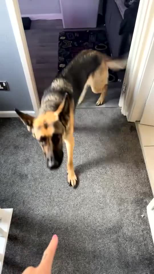 German Shepherd dogs for sale: Koda  - Video 3