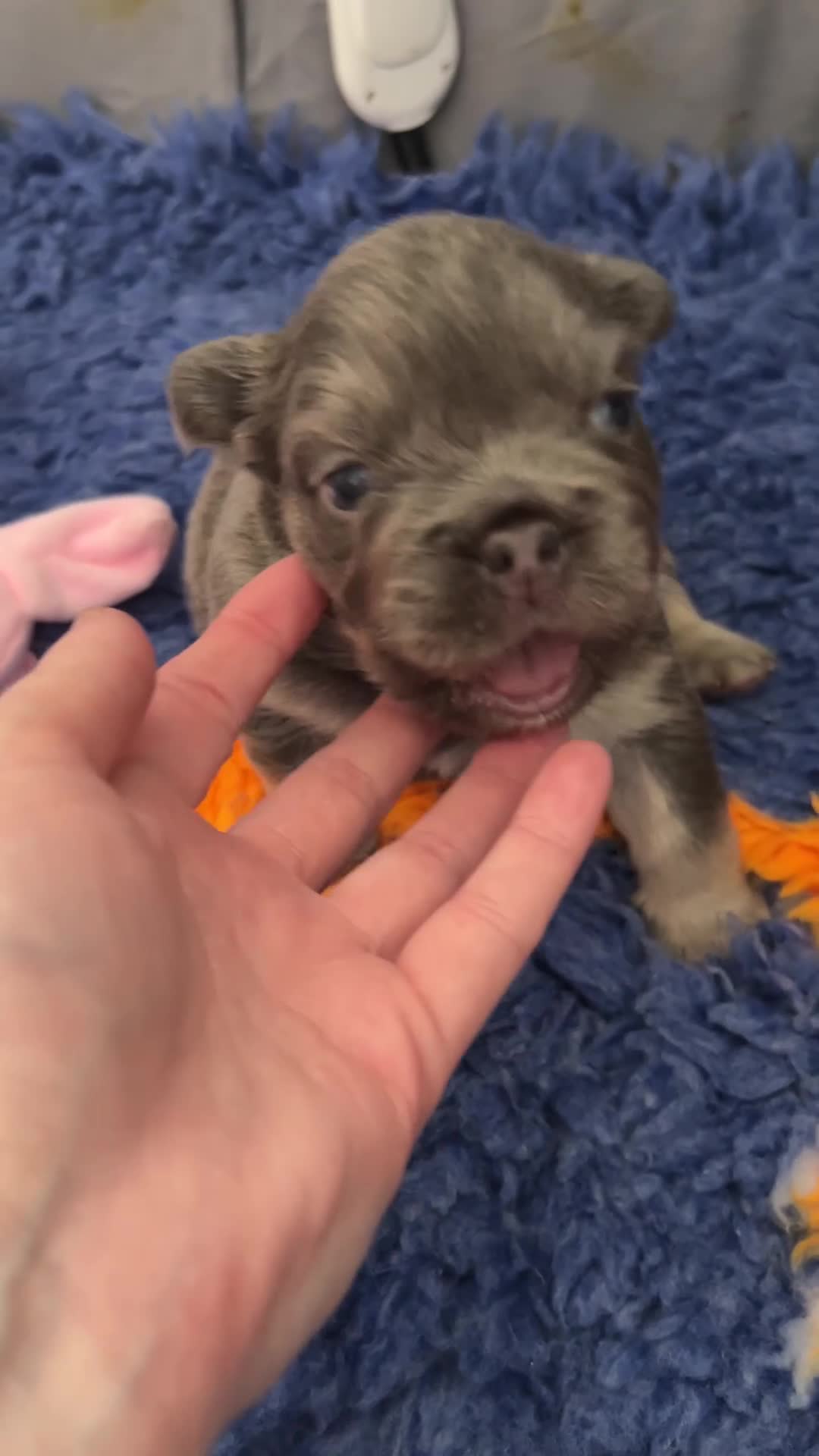 French Bulldog dogs for sale: New shade fluffy French bulldog  - Video 1