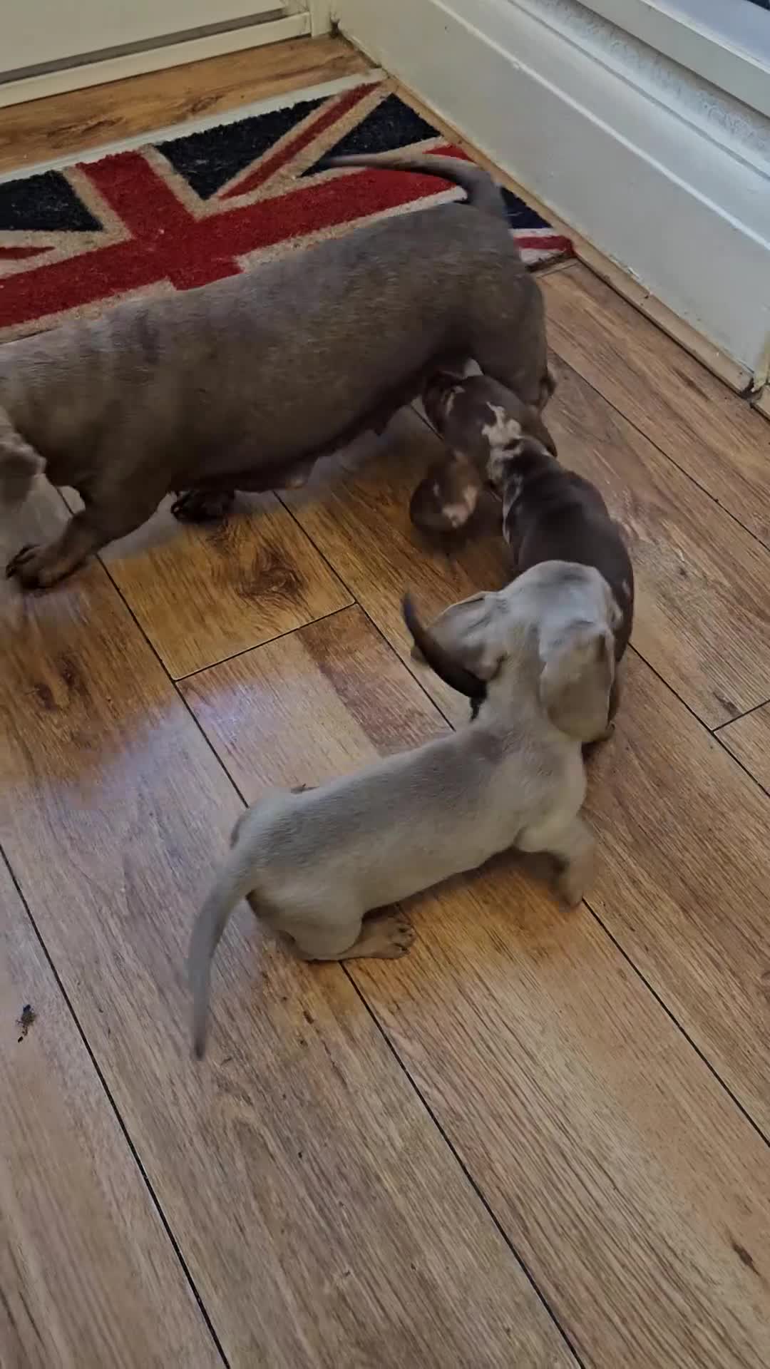 Dachshund dogs for sale: Beautiful miniture Dashounds - Video 1