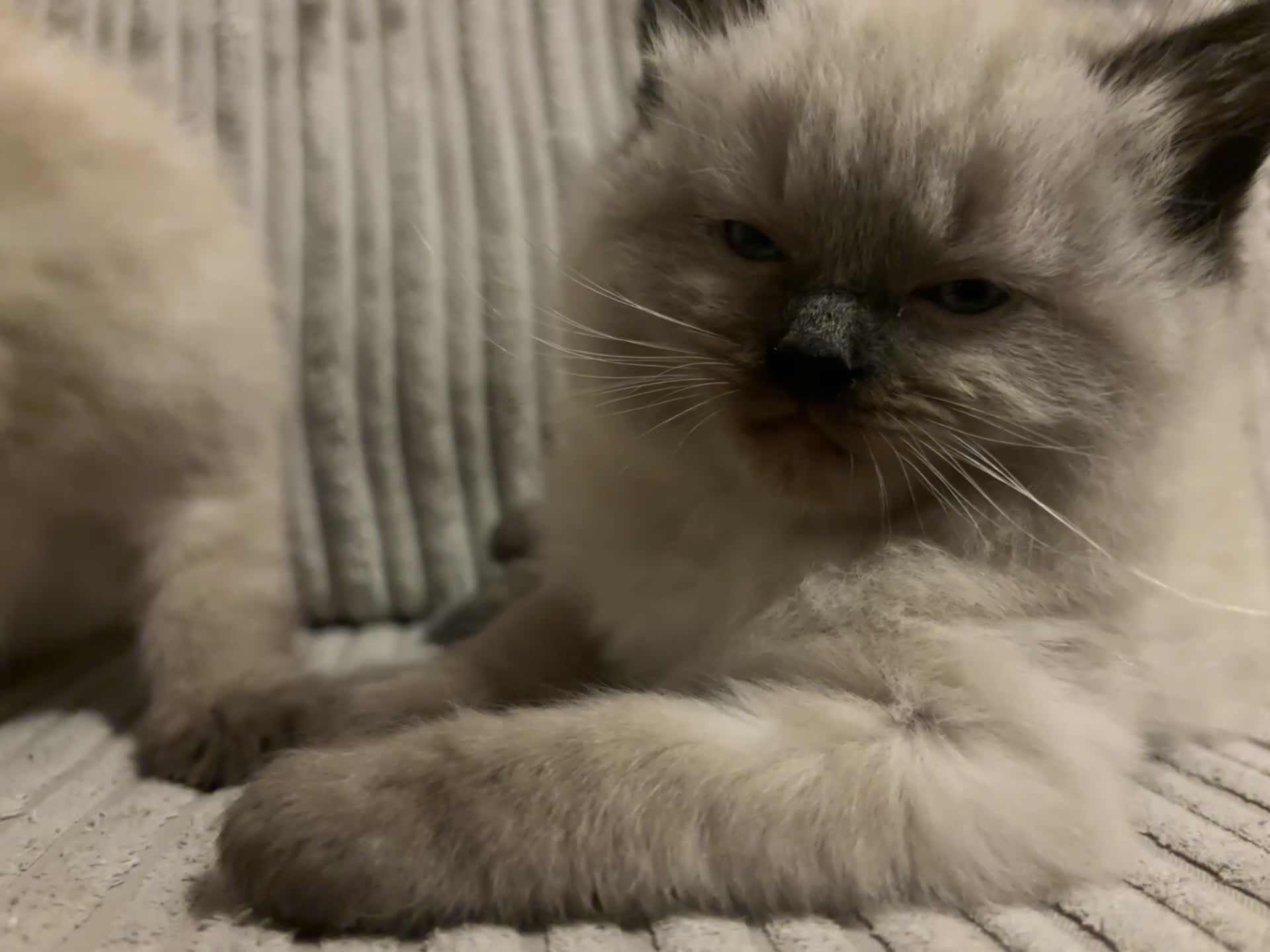 Ragdoll cats for sale: Male Ragdoll kitten  - Video 2