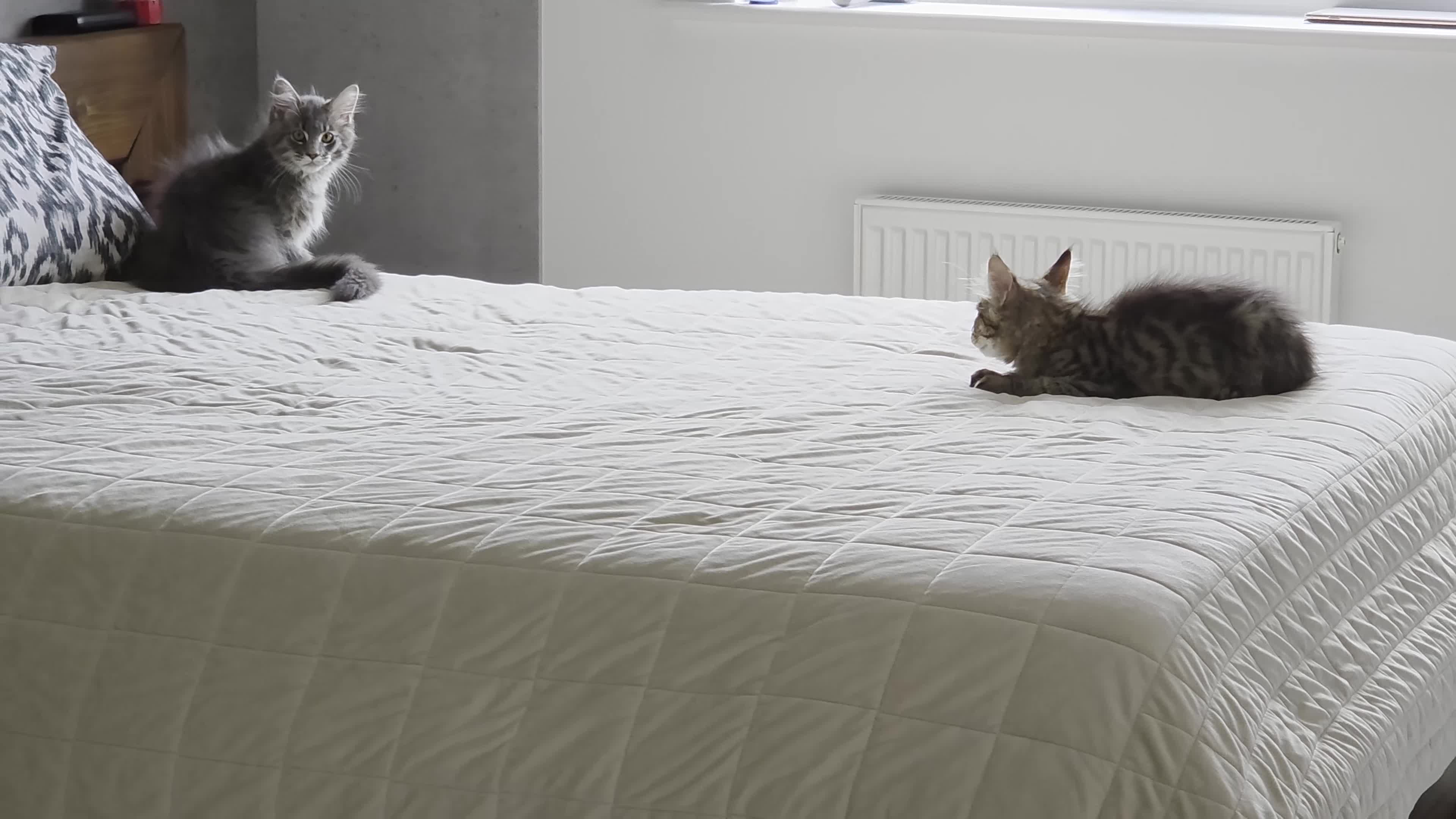 Maine Coon cats for sale: Beautiful Maine Coon Kittens for Sale - Video 2