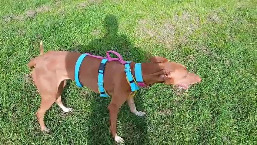 Ibizan Hound dogs for adoption: Cati a lovely calm girl who loves other dogs  - Video 4