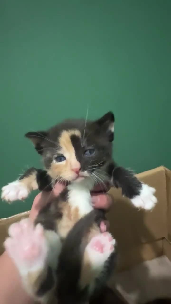 Mixed Breed cats for sale: Sweet kittens 😻 - Video 1