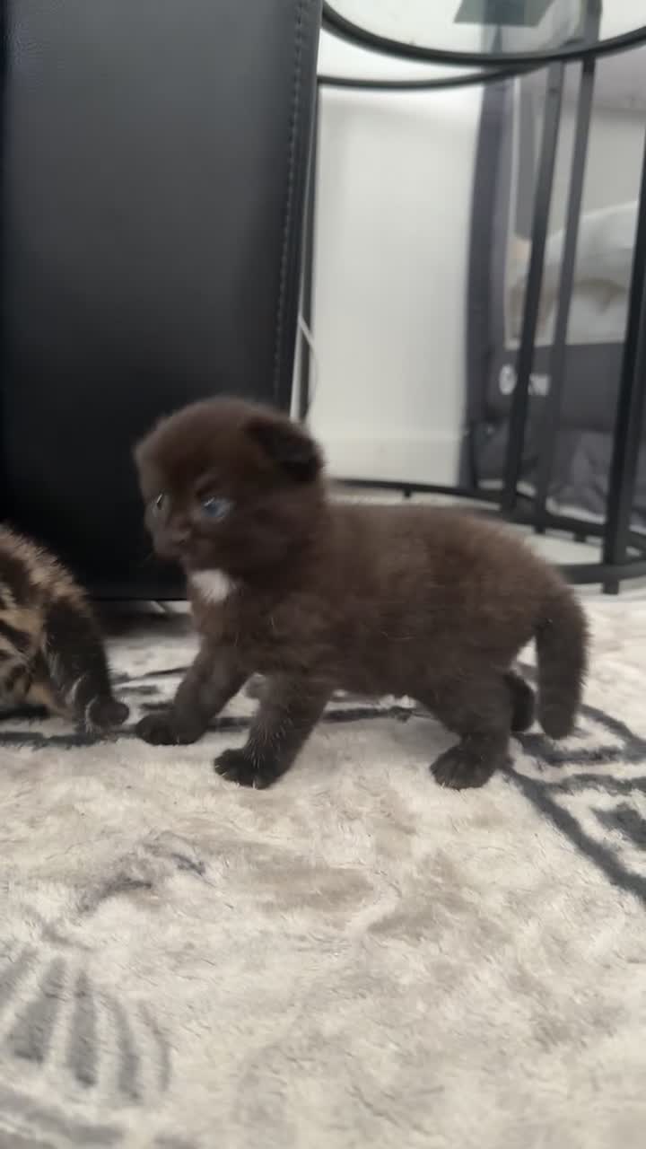 British Shorthair cats for sale: Mixed Scottish fold / Scottish straight  - Video 4