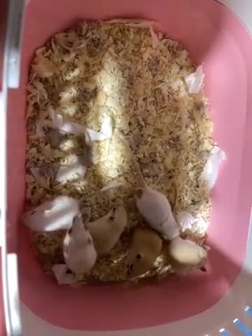 Gerbil rodents for sale: Baby gerbils for sale - Video 2