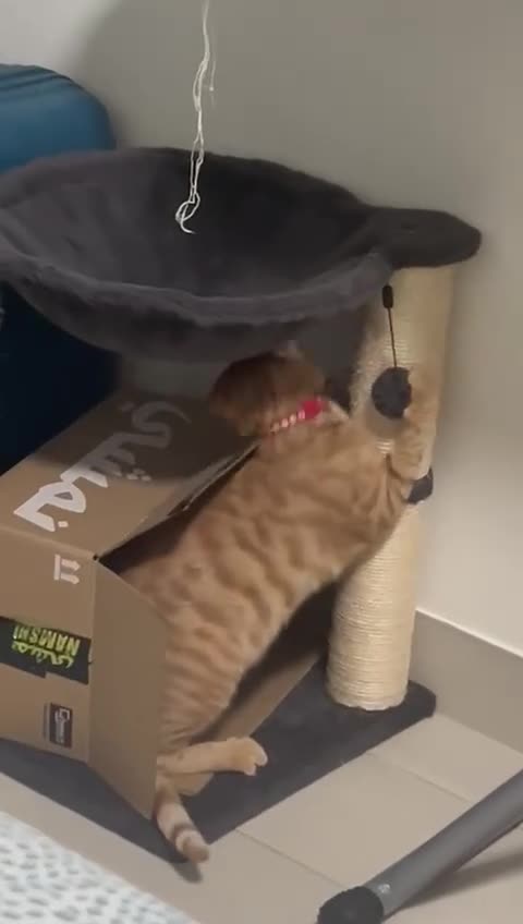 Mixed Breed cats for adoption: MARMALADE JASPER DoG FRIENDLY PAIR BONDED NEUTERED - Video 5