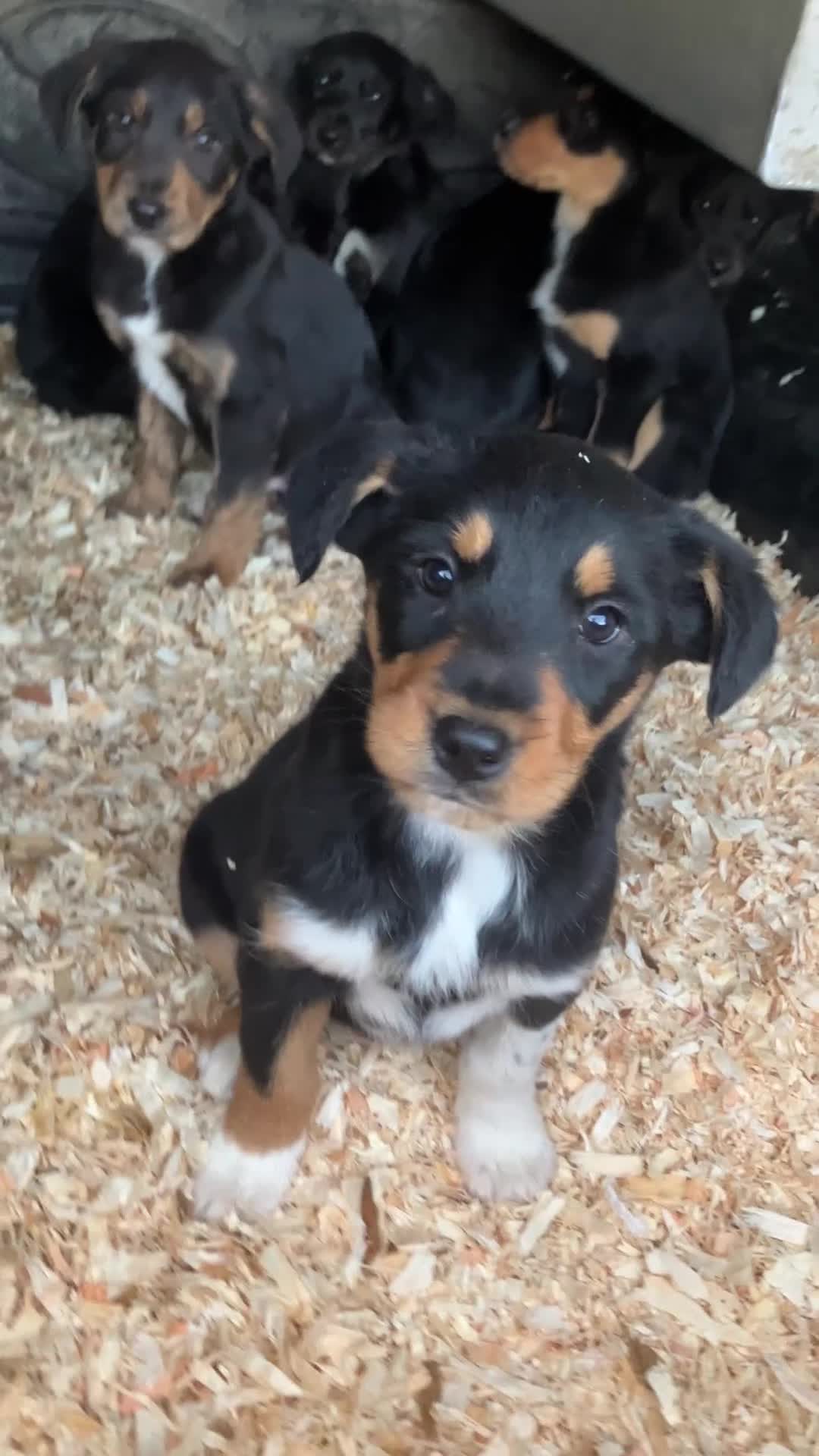 Mixed Breed dogs for sale: Collie x Huntaway Puppies - Video 1
