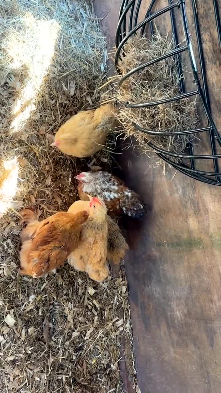 Chickens poultry for sale: Peking badminton - Video 1