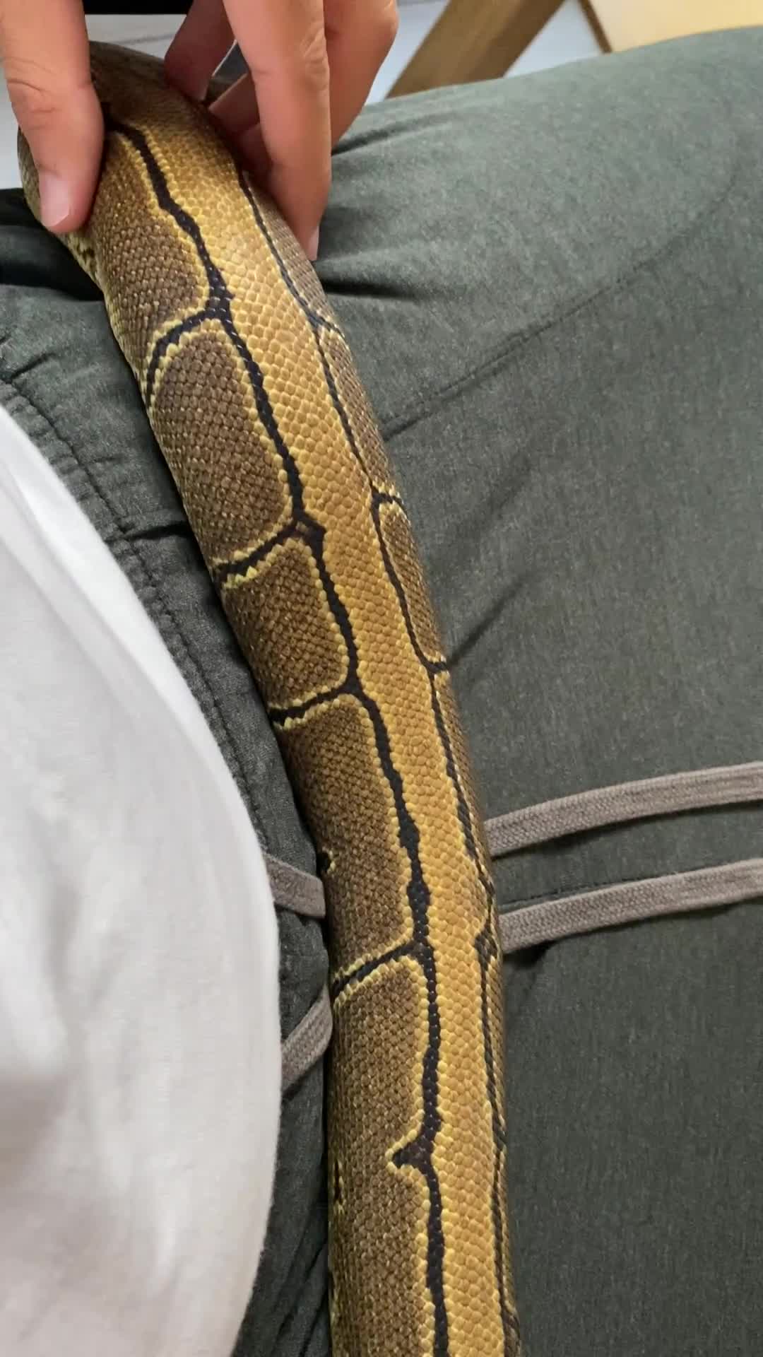 Python Snake reptiles for sale: Pinstripe Royal Python 100% Het Pied w/Full Setup - Video 3