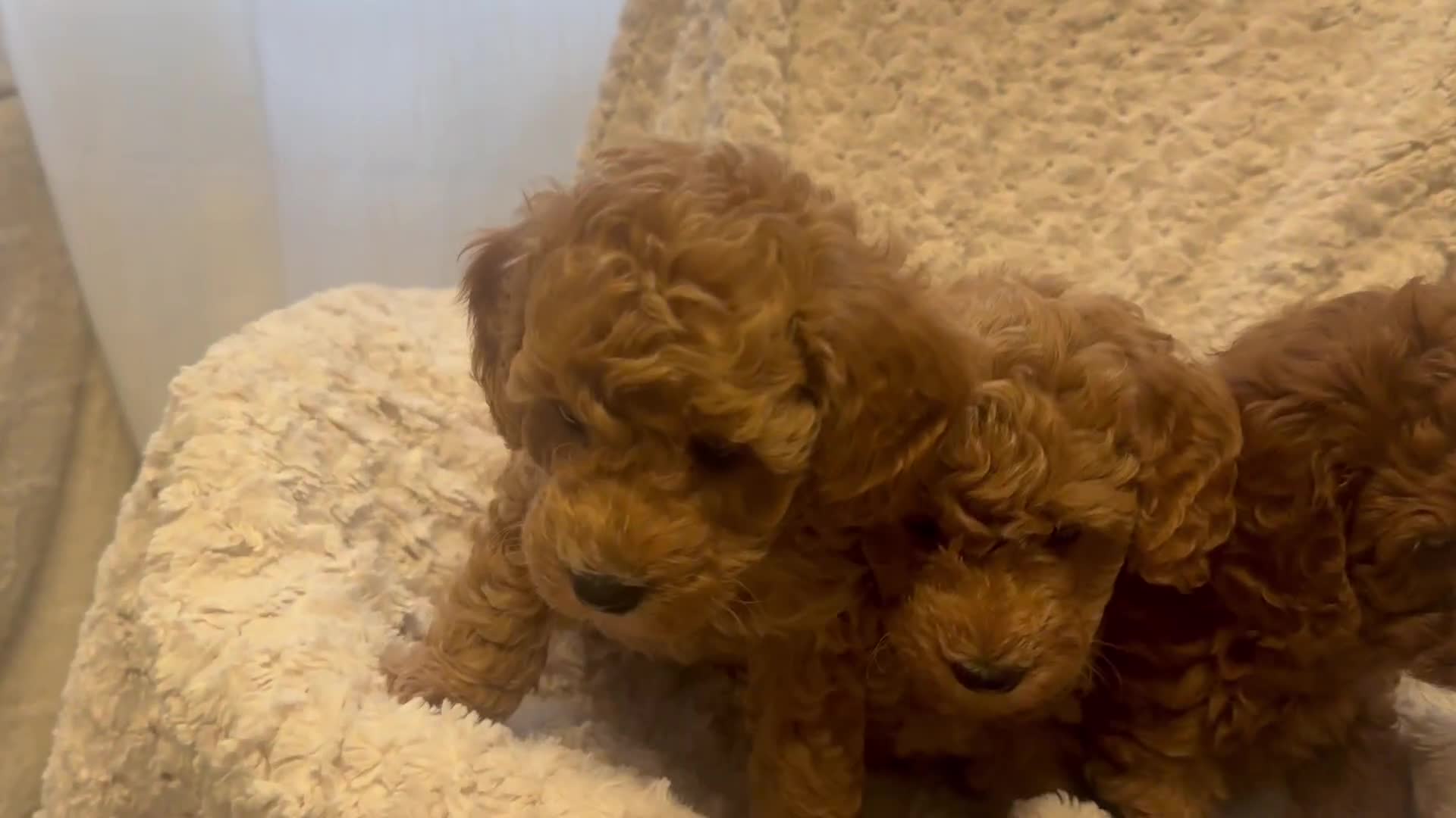 Toy Poodle dogs for sale: 🤎Toy poodles🤎 - Video 1