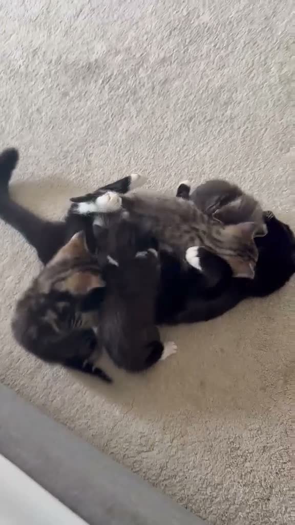 Mixed Breed cats for sale: 4 Gorgeous kittens for sale in Bacup - Video 1