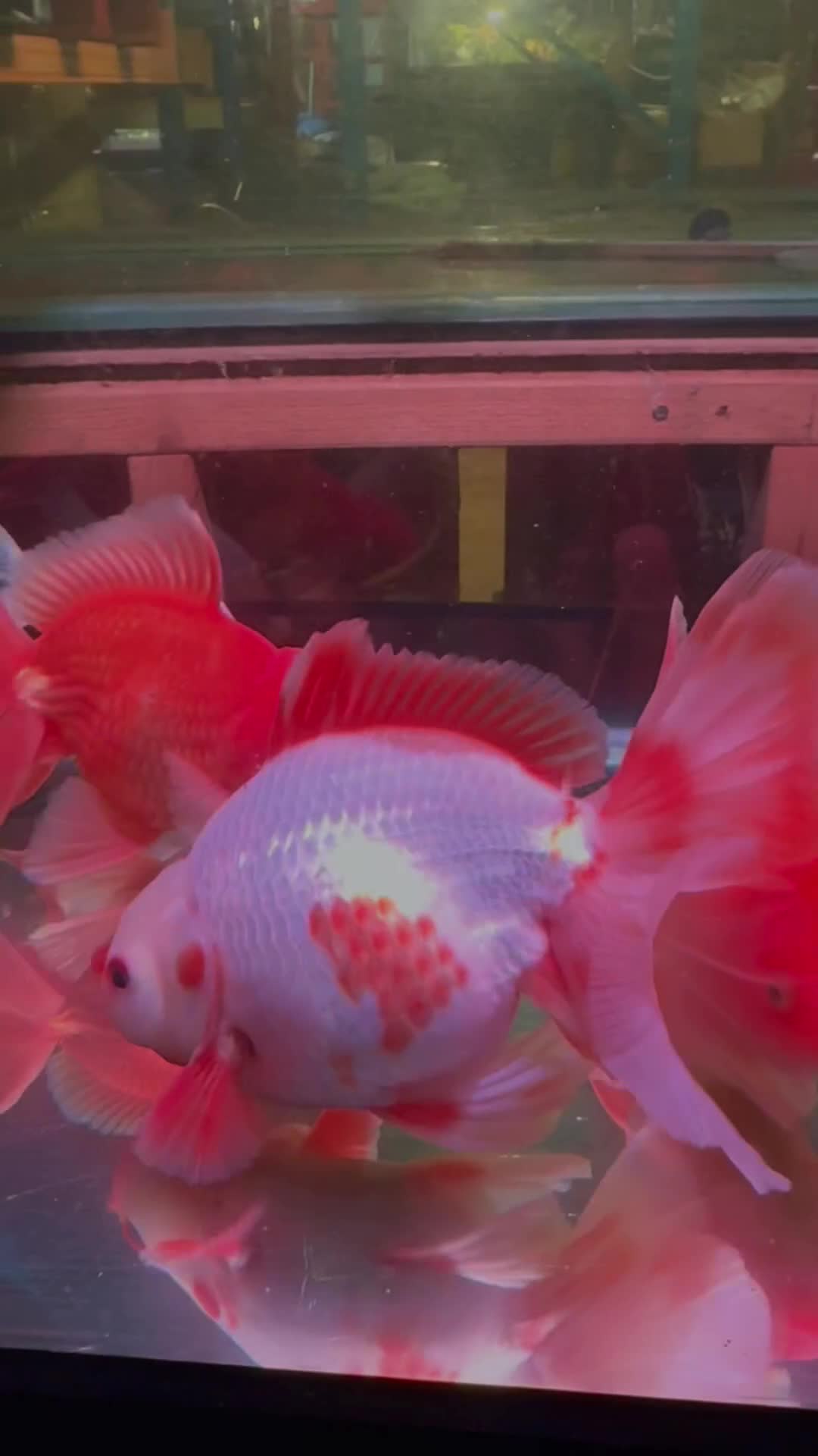 Fancy Goldfish fish for sale: Thai pleated goldfish - Video 1