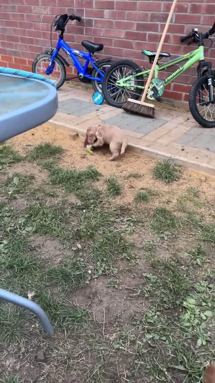 Cocker Spaniel dogs for sale: Cocker Spaniel puppies - Video 2