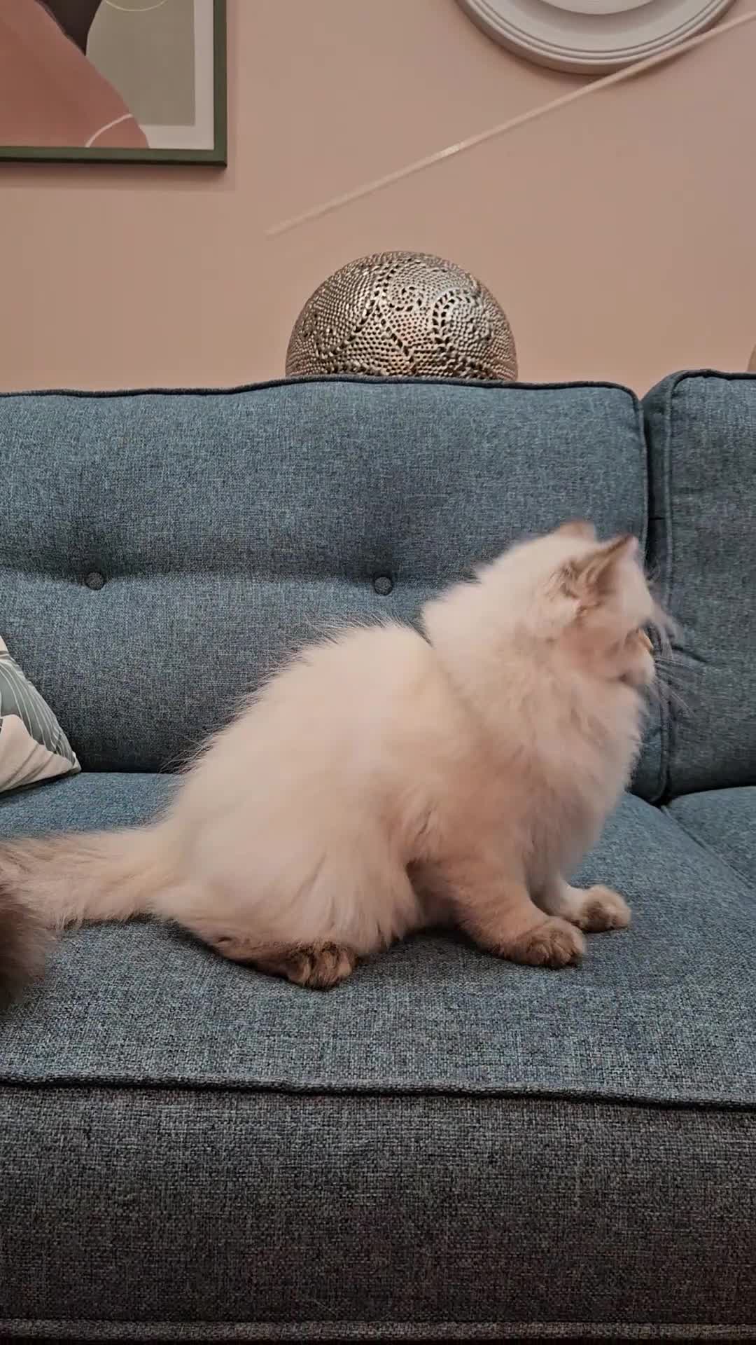 British Longhair cats for sale: Excellent Scottish straight Highland Kittens - Video 1