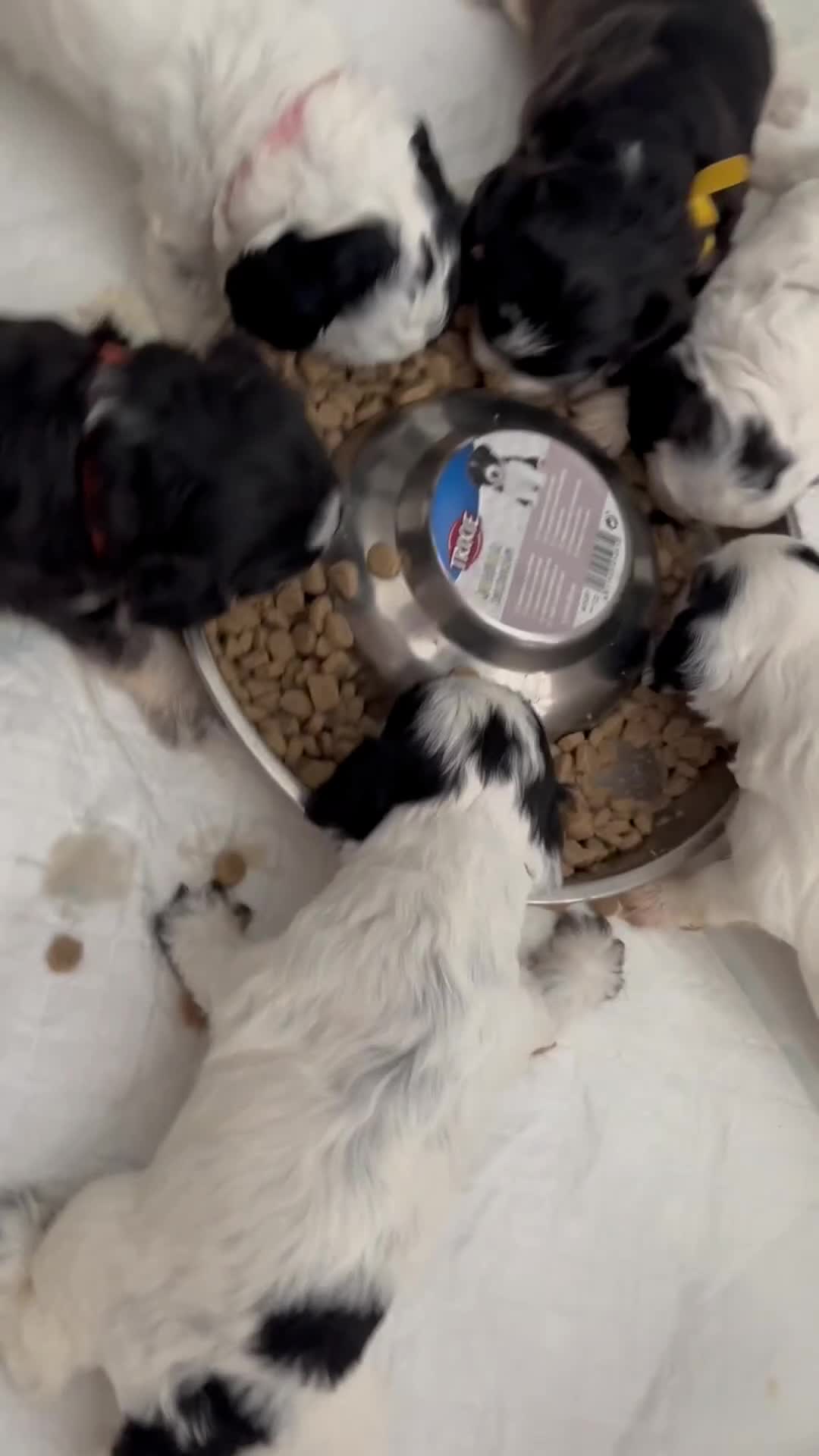 Cockapoo dogs for sale: F1 cockapoos beautiful litter 5 left* - Video 1