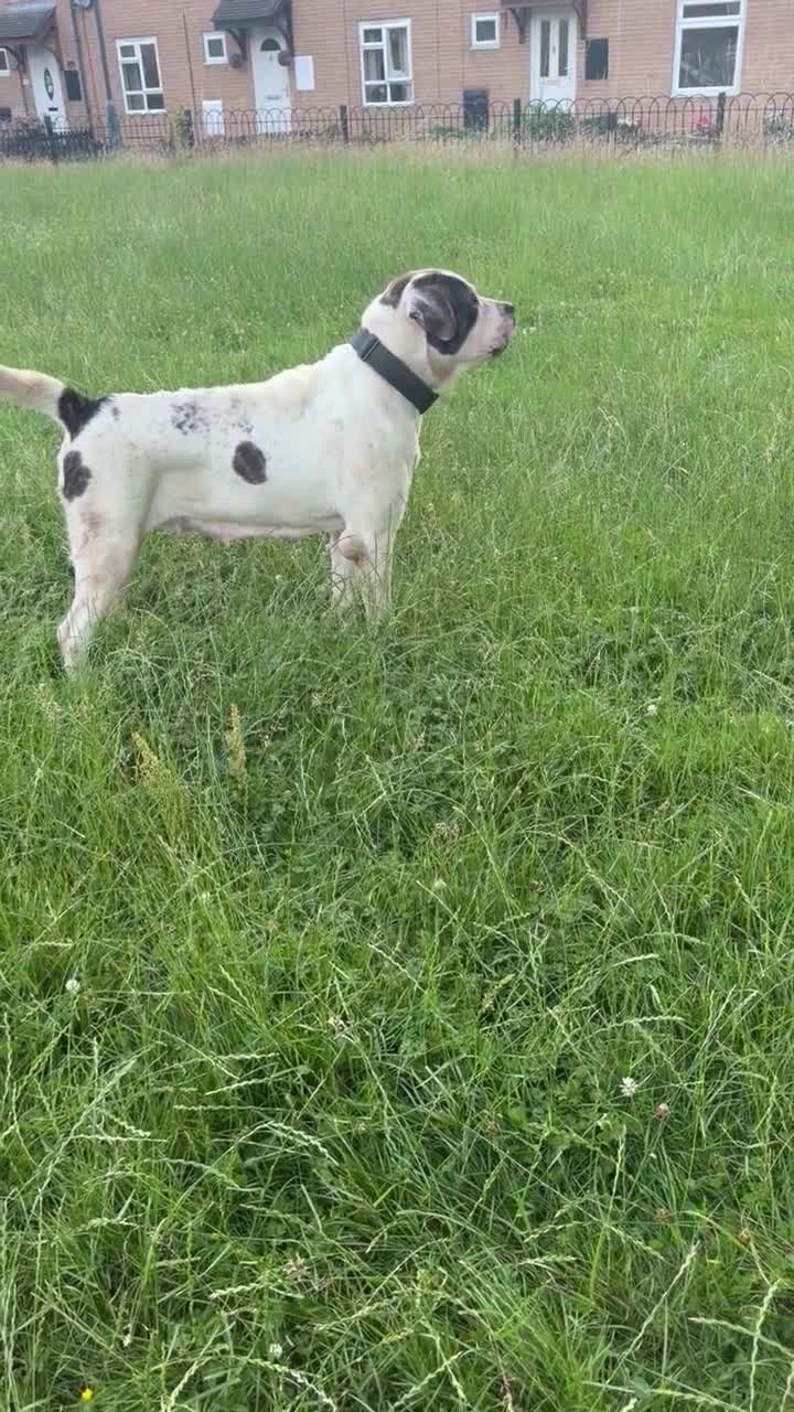 Mixed Breed dogs for sale: Central Asian shepherd cross  - Video 1