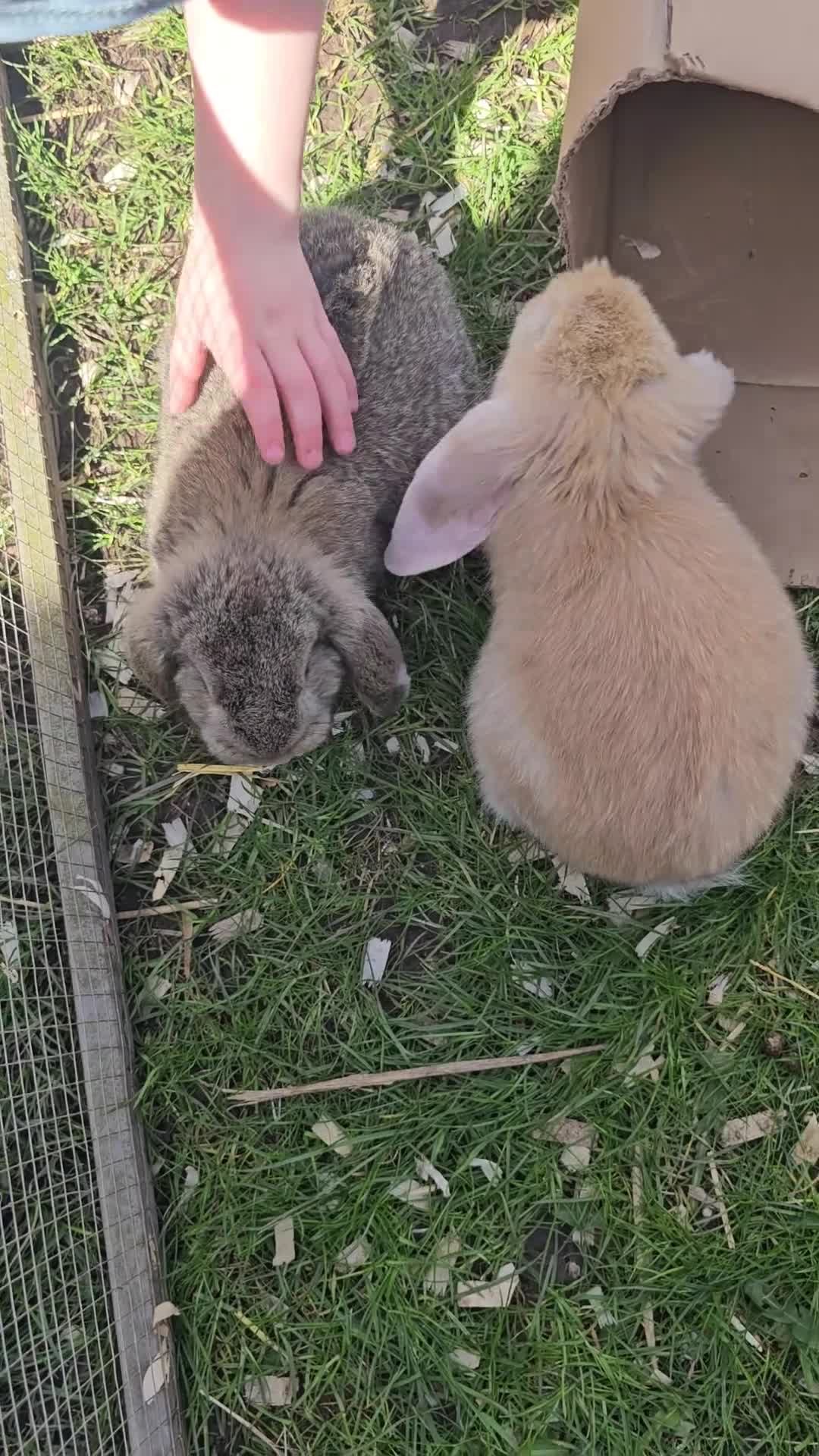 French Lop rabbits for sale: Vaccinated Giant French Lop Babies  - Video 1