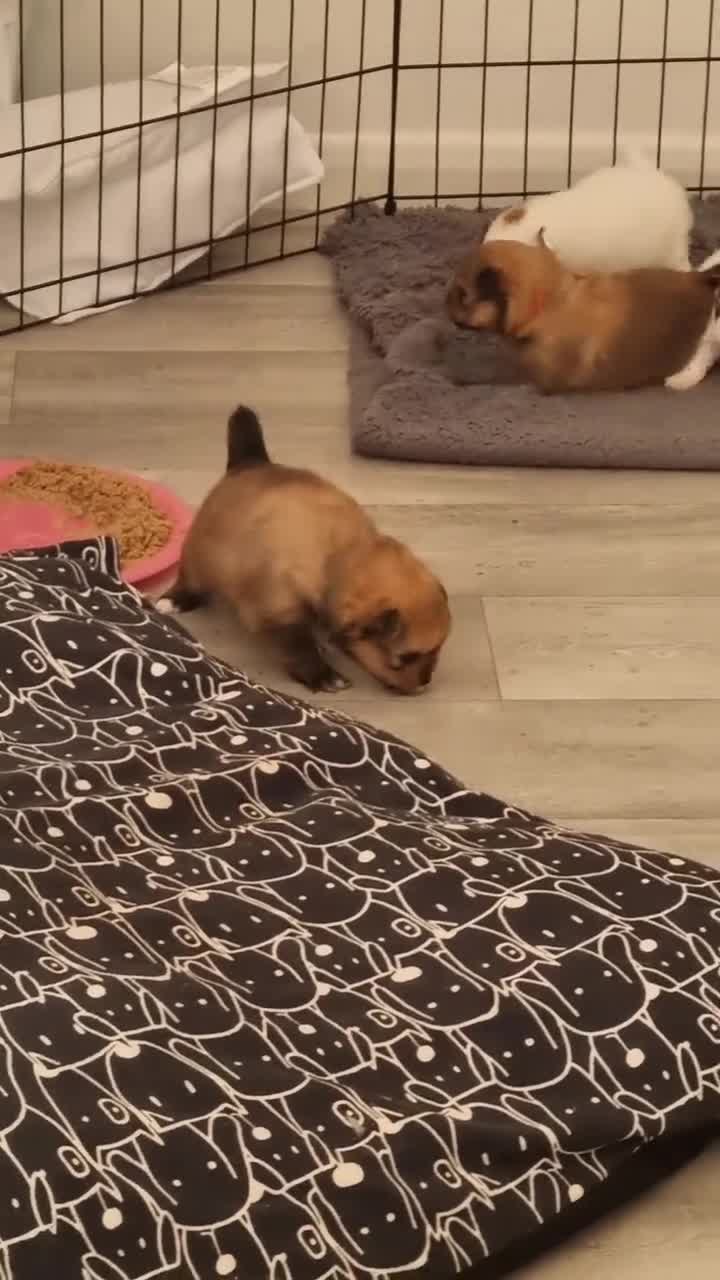 Pomeranian dogs for sale: Beautiful Pomeranians  - Video 2