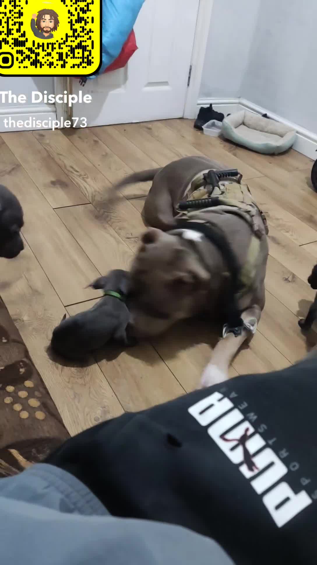 Mixed Breed dogs for sale: Caine corso/ American bully 10 weeks - Video 4