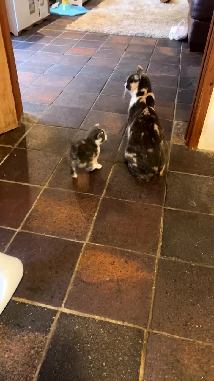 Mixed Breed cats for sale: Kittens.. Ready to reserve.  - Video 1