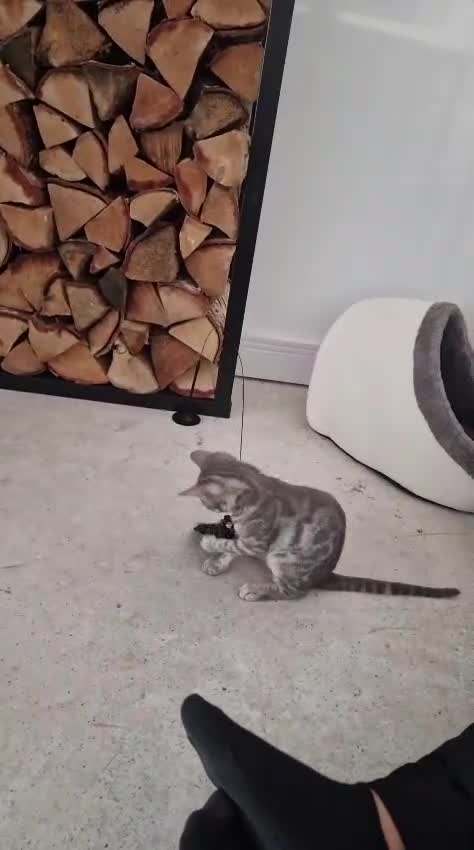 Bengal cats for sale: Silver bengal - Video 1