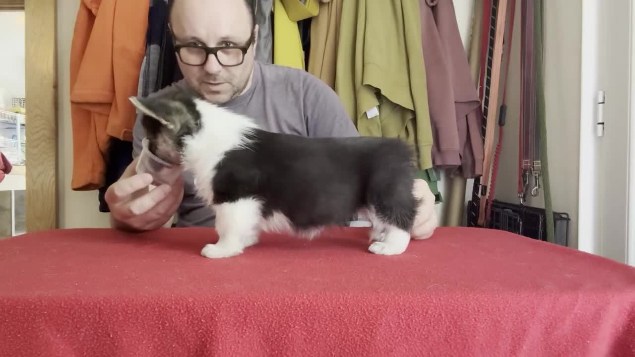 Welsh Corgi Pembroke dogs for sale: Champion sired girl looking for forever family - Video 2