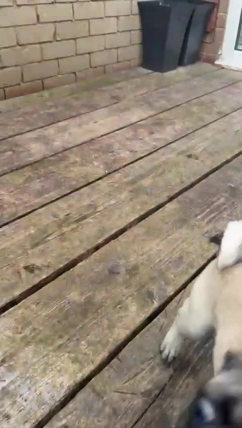 Pug dogs for sale: Pugs for sale  in Middlesbrough - Video 2