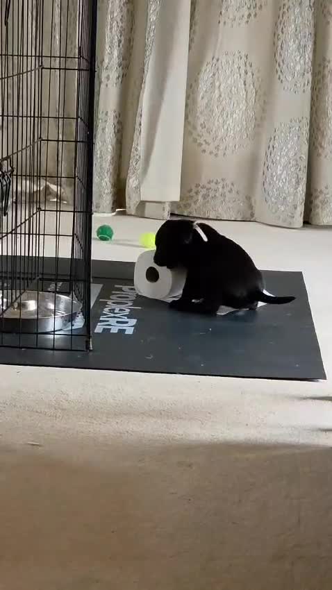 Labrador Retriever dogs for sale: Working labrador puppies for sale - Video 1