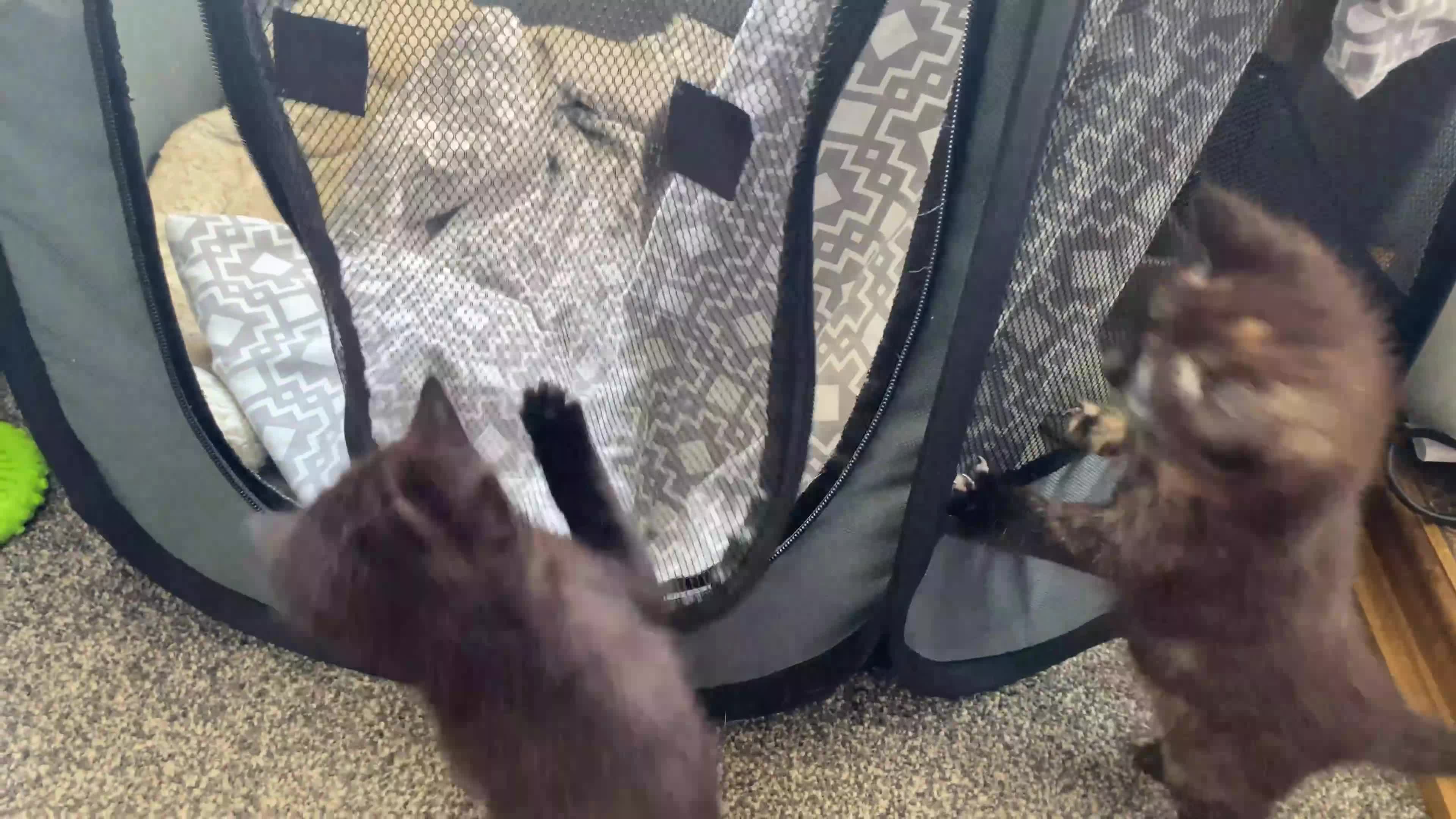 Domestic Shorthair cats for sale: Beautiful male kitten - Video 1