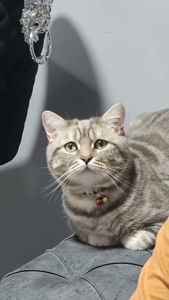 British Shorthair cats for sale: Tiger - Video 1