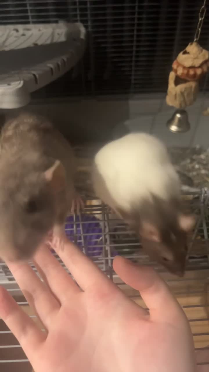 Rat rodents for sale: Rehoming two lovely girl rats  - Video 1