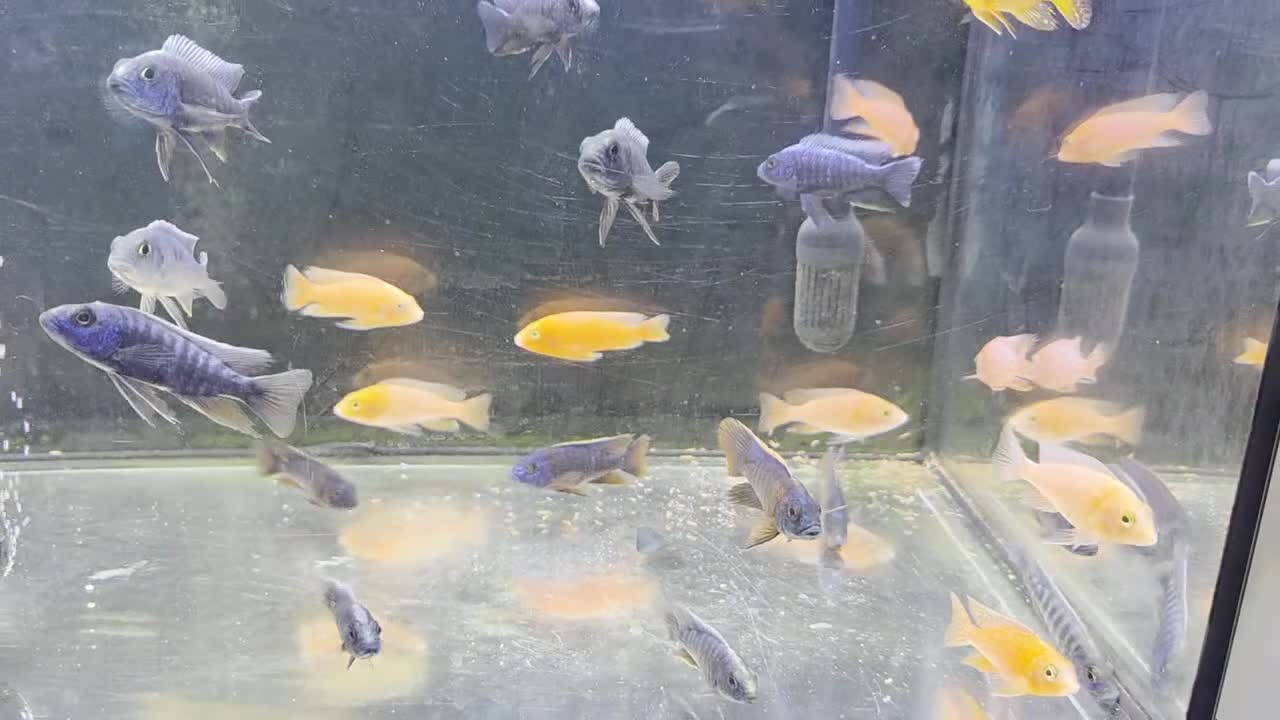 Cichlids fish for sale: Malawi peacocks and haps - Video 1