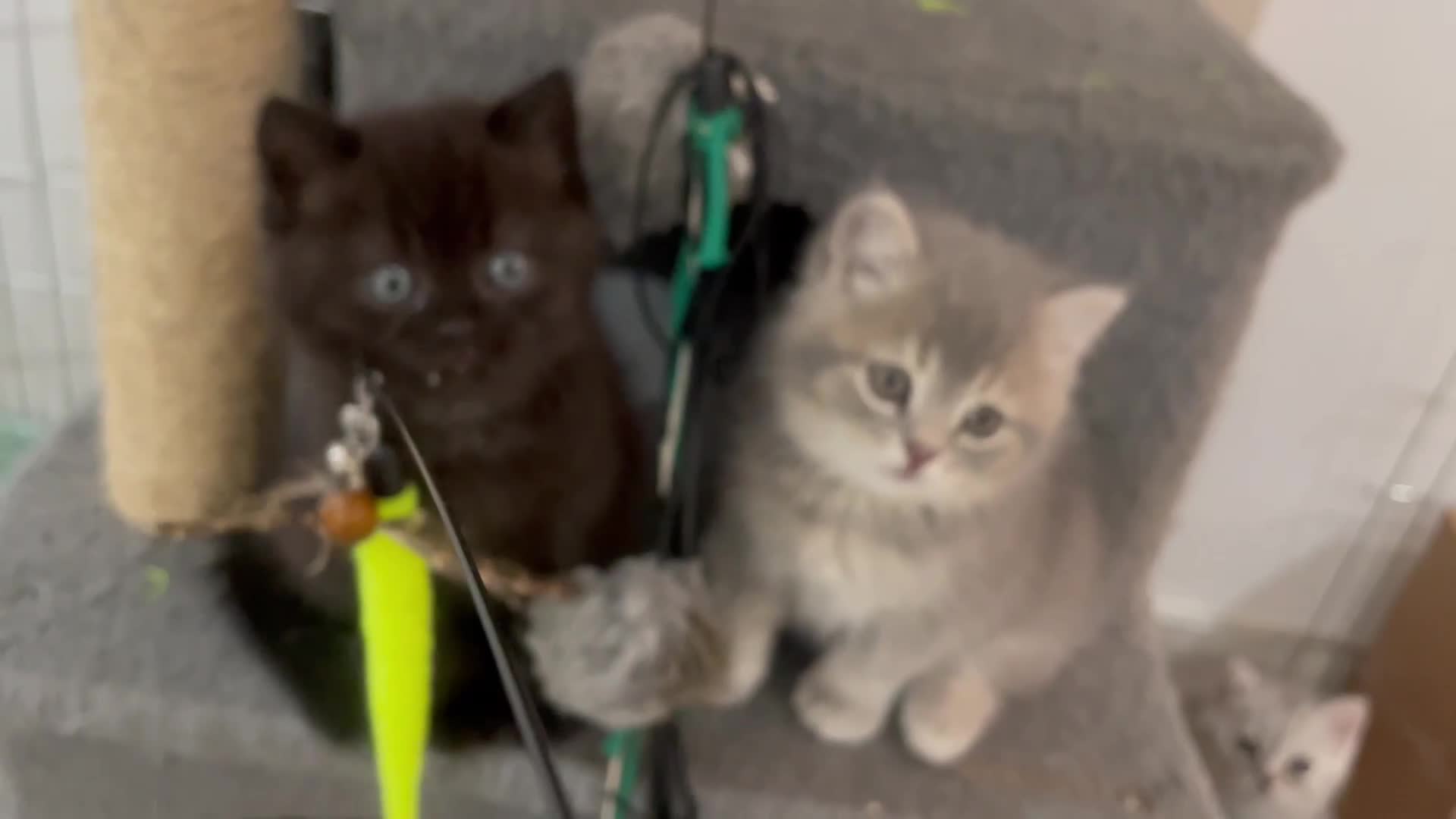 British Shorthair cats for sale: Fabulous, playful and healthy BSH kittens, rare - Video 1