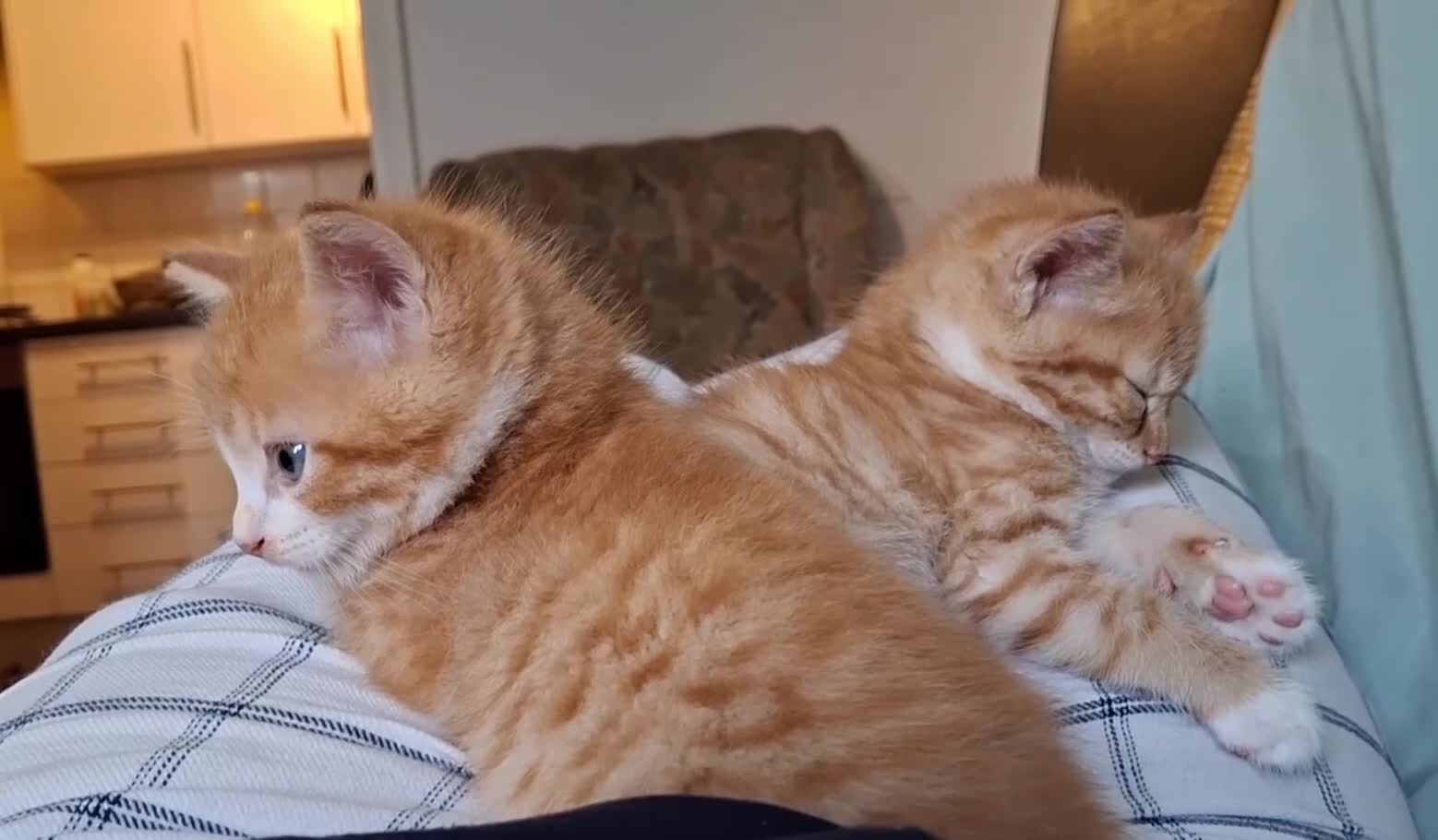 Mixed Breed cats for sale: Beautiful ginger kitten - Video 2
