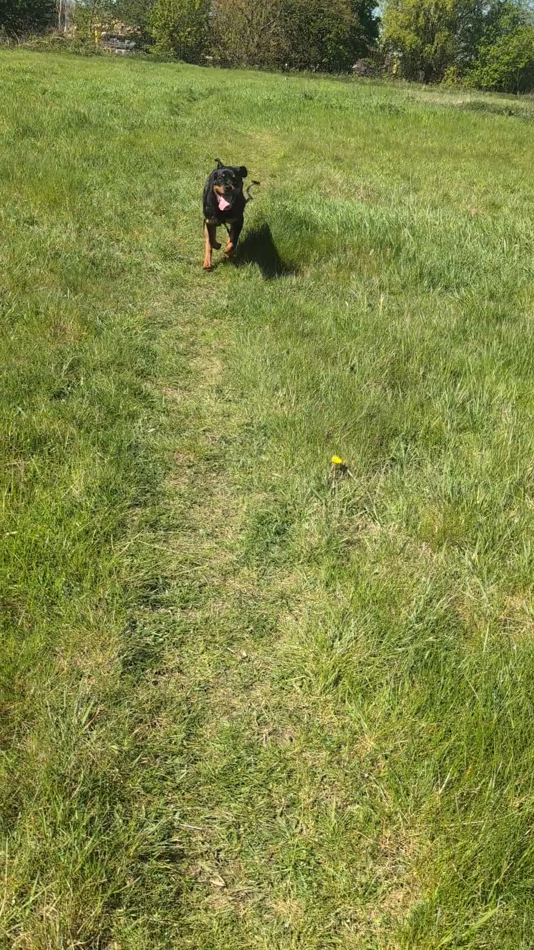 Rottweiler dogs for sale: 8 months old rottweiler male in Wednesbury - Video 1