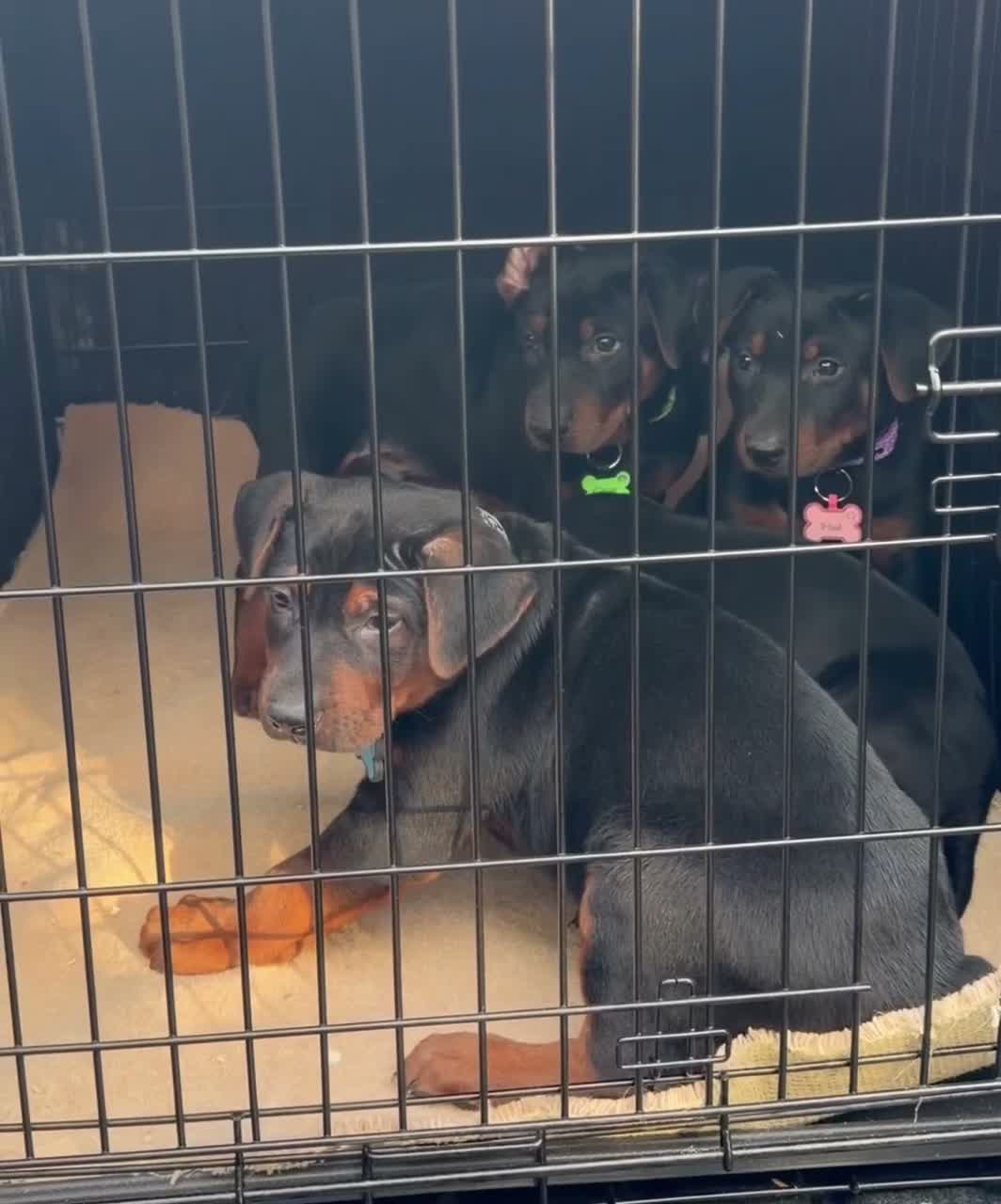 Chinese Red Dog dogs for sale: 2 CHINESE RED DOG GIRLS LEFT 🇨🇳 🐶 ( AVAILABLE ) - Video 1