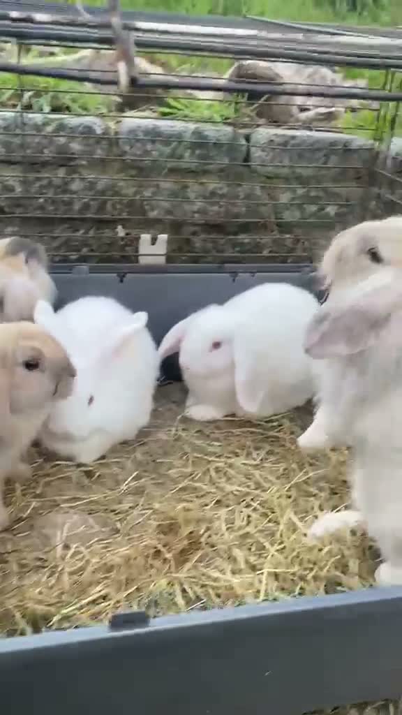 Mixed Breed rabbits for sale: 🐰 9 Rabbits for Sale – 11 Weeks Old 🐇 in Exeter - Video 1